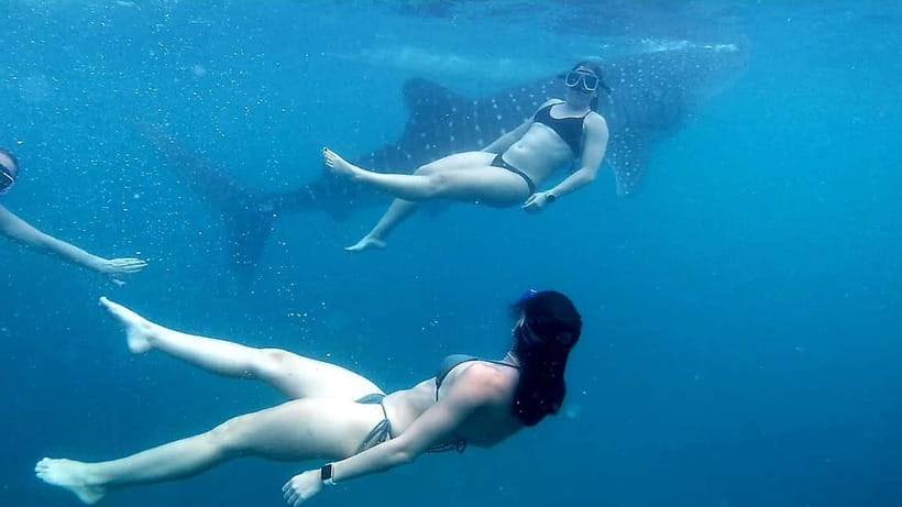Oslob: Whale Shark Tour with Sumilon & Moalboal Snorkeling - Price and Value: Is This $81 Per Person Worth Your One Day?