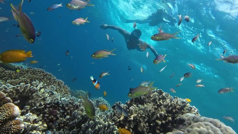 Oslob: Whale Shark Tour with Sumilon & Moalboal Snorkeling - Who This Tour Fits Best, and Who Should Skip It
