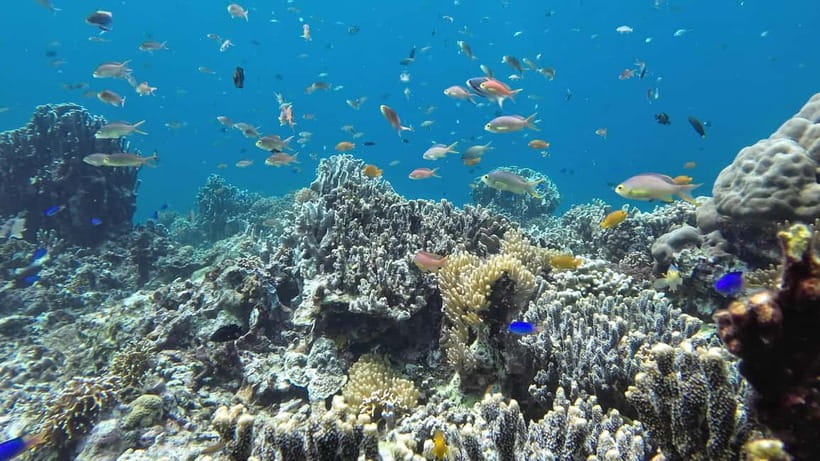 Oslob: Whale Shark Tour with Sumilon & Moalboal Snorkeling - The 2:00 to 3:00 AM Pickup: Sleep, Snacks, and Staying Comfortable