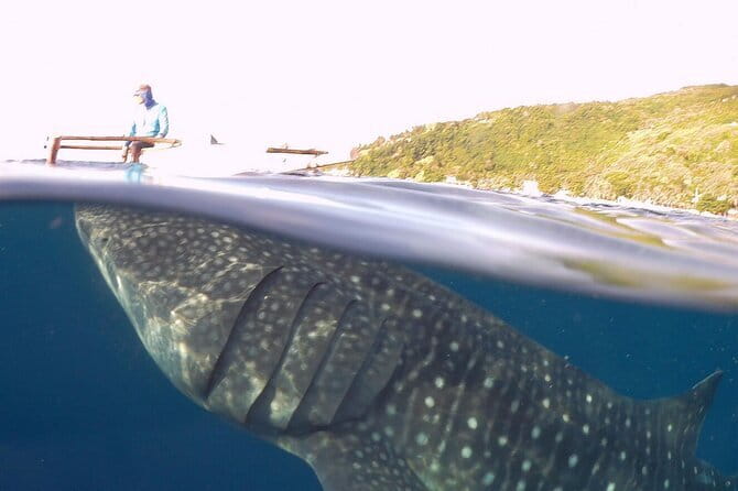 Oslob Whale Shark & Tumalog Waterfalls & Sumilon Sandbar - Tumalog Waterfalls hour: swim time with real-world comfort