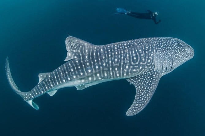 Oslob Whale Shark & Tumalog Waterfalls & Sumilon Sandbar - Price and included extras: is $115 good value?