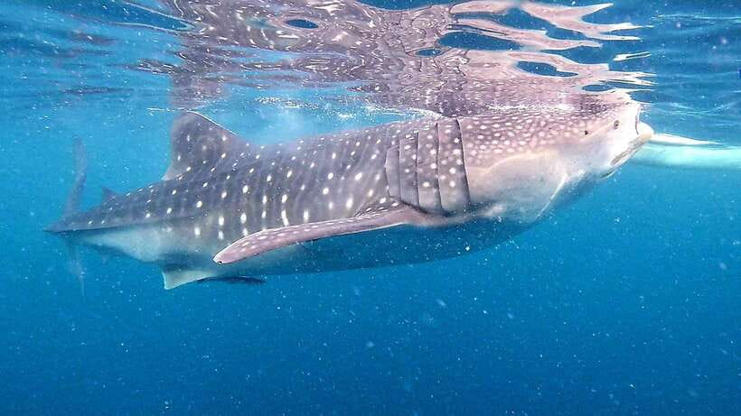 Oslob: Whale Sharks, Inambakan Falls & Moalboal Sardines - Getting Out the Door Before 4:00 am: Timing and Travel Reality