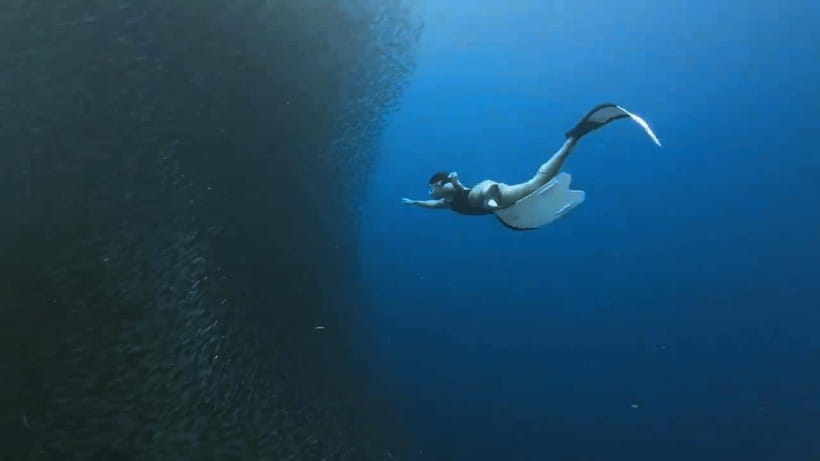 Oslob: Whale Sharks, Inambakan Falls & Moalboal Sardines - Moalboal Sardine Run: Snorkeling for the Shimmering Schools