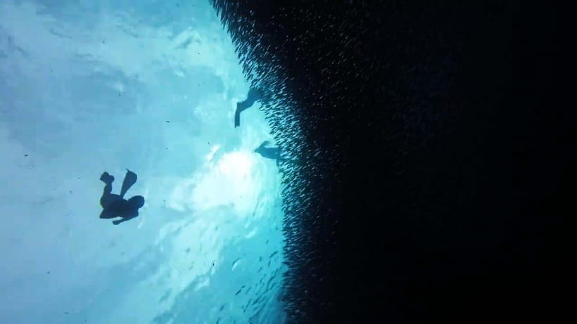 Oslob: Whale Sharks, Inambakan Falls & Moalboal Sardines - FAQ