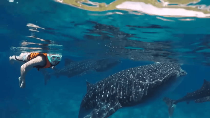 Oslob: Whale Sharks, Tumalog Falls & Sumilon Trio Adventure - Who this tour is for, and who should skip it
