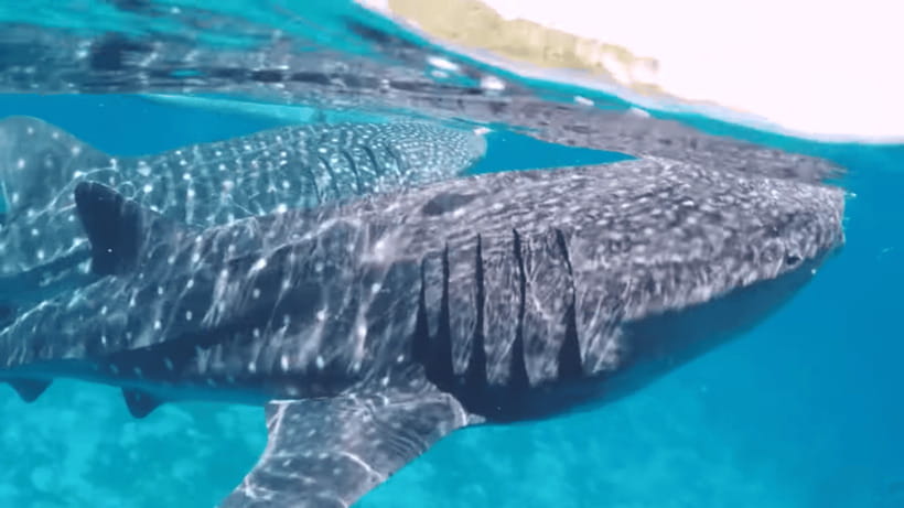 Oslob: Whale Sharks, Tumalog Falls & Sumilon Trio Adventure - A 1-day Oslob plus Sumilon plan that actually fits real life