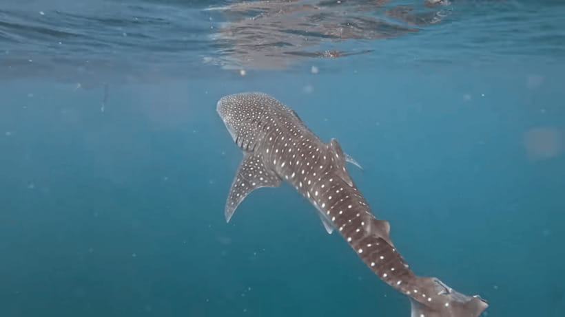 Oslob: Whale Sharks, Tumalog Falls & Sumilon Trio Adventure - Oslob whale shark watching: the main event, with real safety structure