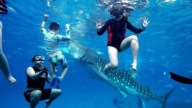 Oslob: Whaleshark Swimming, Inambakan Falls & Moalboal Tour - The 3:00 AM wake-up and why it matters for whale sharks