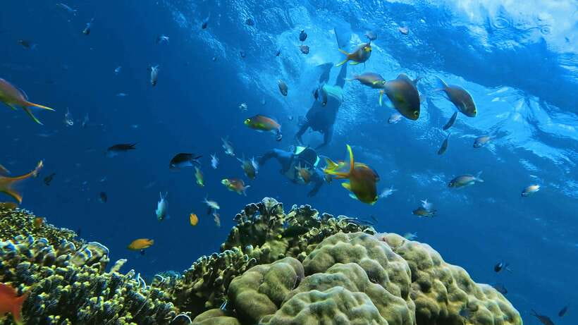 Oslob: Whaleshark Swimming, Inambakan Falls & Moalboal Tour - Oslob whale sharks: priority numbers, boat time, and 30 to 45 minutes in the water