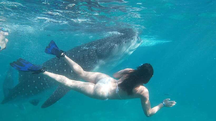 Oslob: Whaleshark Swimming, Tumalog Falls & Sumilon Island - Sumilon Island: White Sand Time, Marine Life, and a Slower Pace