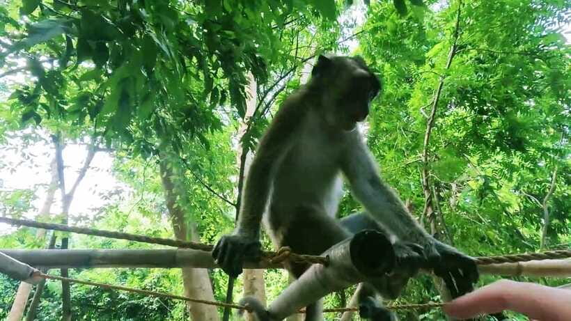 Oslob: Whaleshark Watching, Sumilon Island & Monkey Viewing - Breakfast, Tumalog Falls Photo Stop, and a Midday Reset