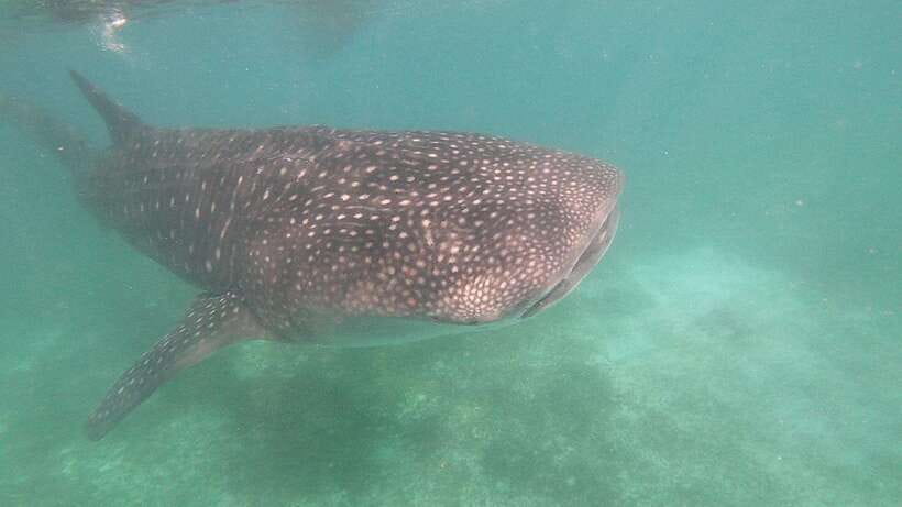 Oslob: Whaleshark Watching, Sumilon Island & Monkey Viewing - Monkey Viewing and Oslob Cuartel: Quick, Fun, and Fast-Paced