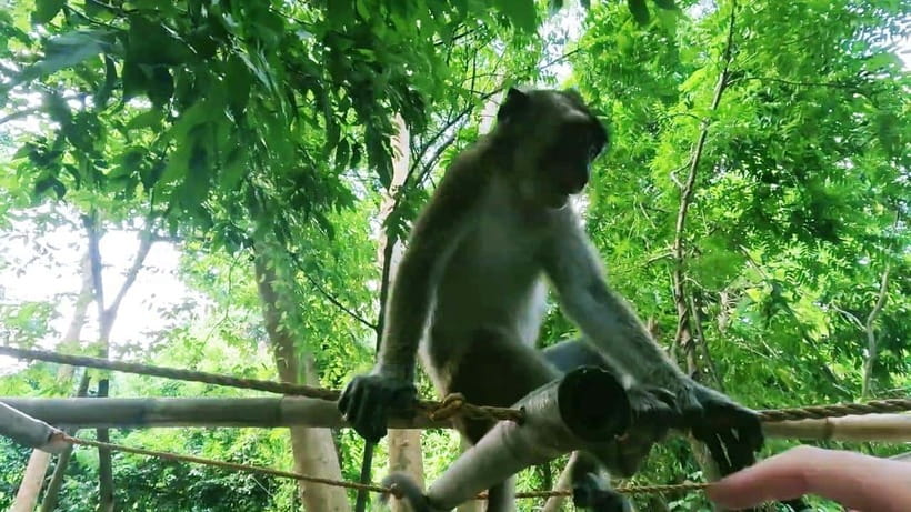Oslob: Whaleshark Watching, Sumilon Island & Monkey Viewing - Cebu Pickup and Getting to Oslob Early