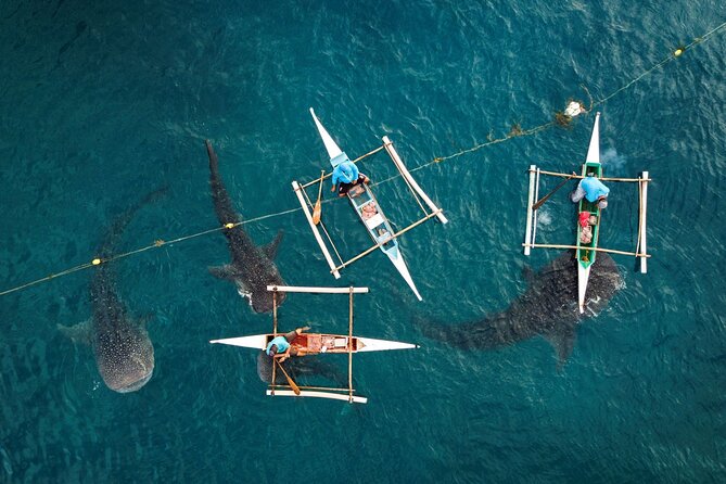 Oslob Whaleshark with Sumilon Island - Boljoon Church and the UNESCO thread, without needing to be a history nerd