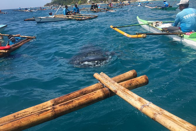 Oslob WhaleSharks, Aguinid Falls & Kawasan Main (Gatorade) Falls - Oslob whale sharks at Tan-awan: what you are really paying for