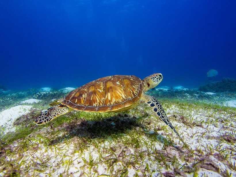 Pamilacan island: Dolphins, snorkel, lunch and walking tour - Practical tips for a smoother day
