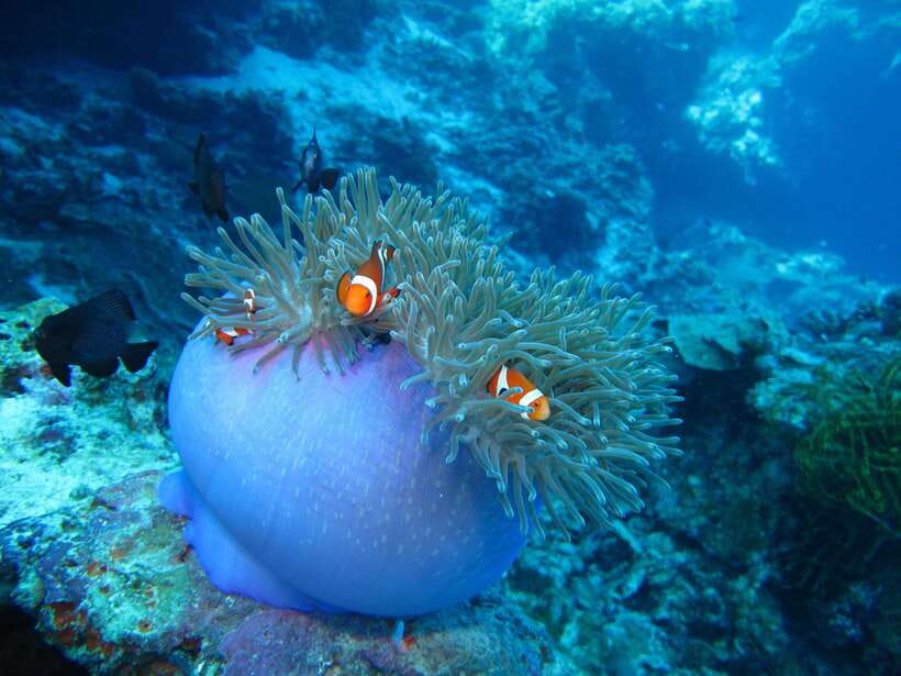 Pamilacan island: Dolphins, snorkel, lunch and walking tour - Unlimited guided snorkeling in a protected marine sanctuary