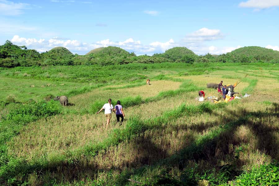 Panglao: Dao, Forests, and Tarsier Sanctuary Tour with Lunch - Key things that make this tour a smart Bohol day