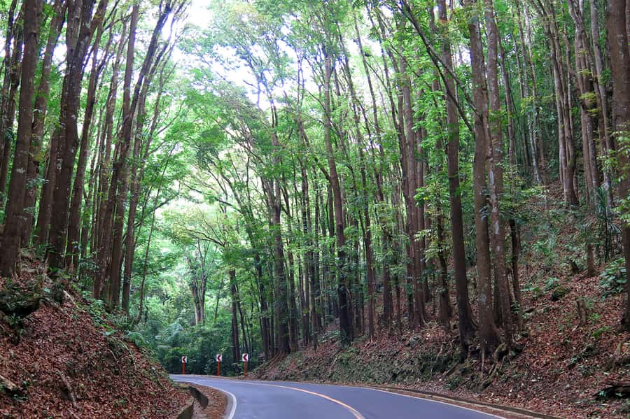 Panglao: Dao, Forests, and Tarsier Sanctuary Tour with Lunch - Price and value: what $144 gets you, and how to judge it