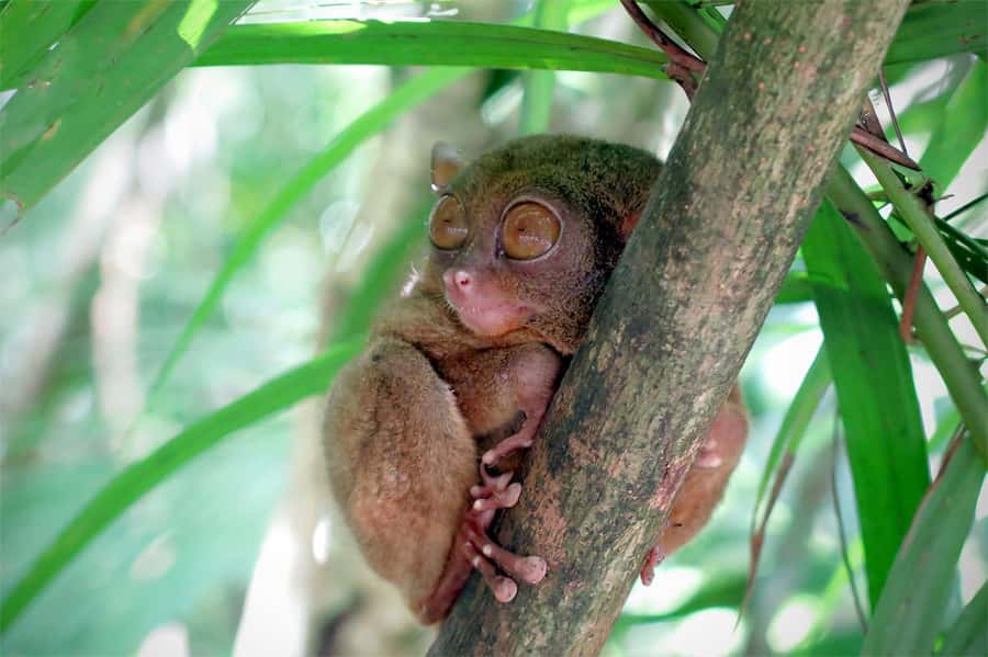 Panglao: Dao, Forests, and Tarsier Sanctuary Tour with Lunch - Corella tarsier sanctuary: the tiny primate moment, done responsibly