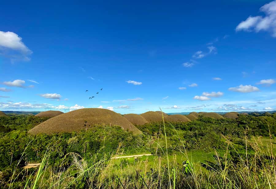 Panglao: Dao, Forests, and Tarsier Sanctuary Tour with Lunch - Dao market stop: watch daily trading, then taste your way through