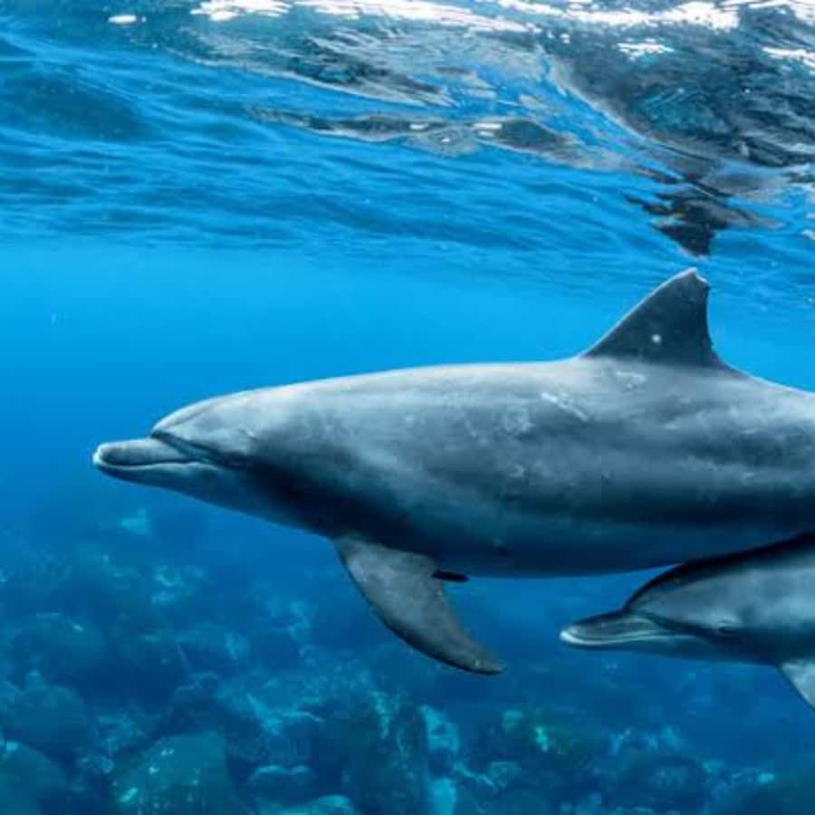 Panglao: Island Hopping w/Balicasag (Shared) - Morning Dolphins First, From McDonald’s Alona