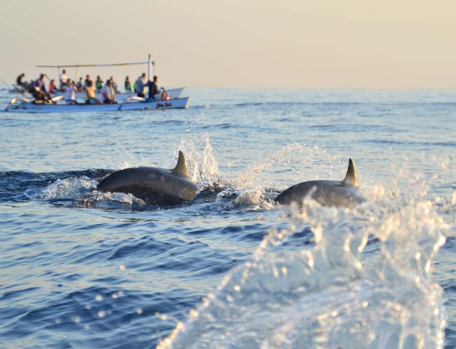 Panglao: Island Hopping w/Balicasag (Shared) - Who Should Book This Panglao and Balicasag Tour