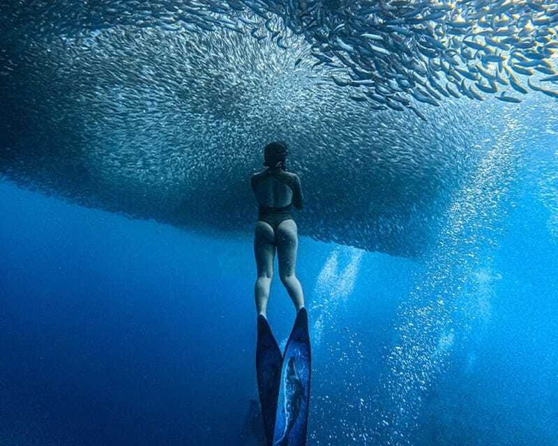 Panglao: Napaling Reef and Sardines Freediving Experience - The sardine run: how to get the best moment