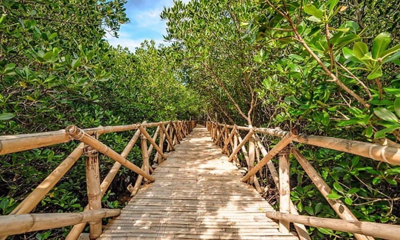 Panglao: Private Cave Pool, Beach & Scenic Day Tour - Choosing Your Ending: South Farm or the Mangrove Walk