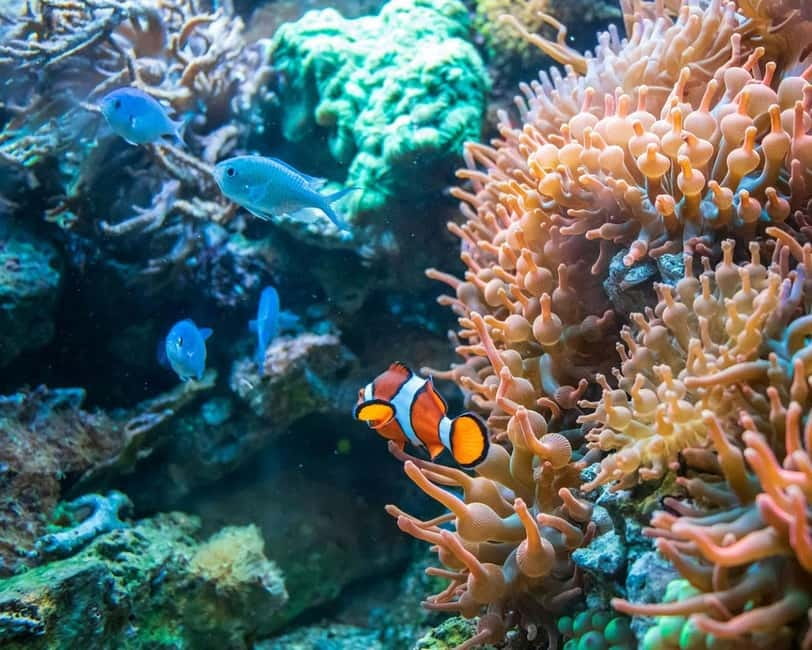 Panglao: Snorkeling at NapalingReef with Sardines Experience - Key highlights you should care about