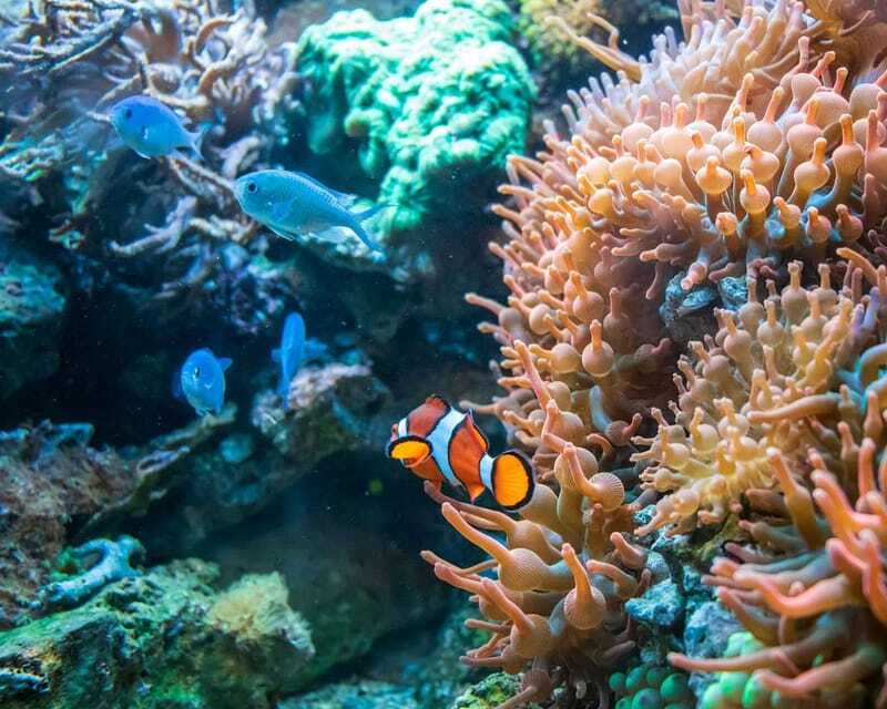Panglao: Snorkeling at NapalingReef with Sardines Experience - Price and value at $39: where your money goes