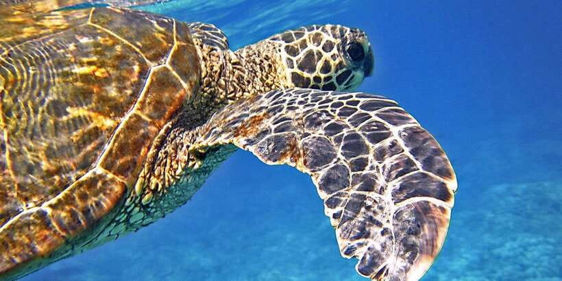 Port Barton: Island Hopping to Turtle Spot & Reef with Lunch - From Turtle Spot to Starfish Reefs: The Marine-Life Part That Makes the Day