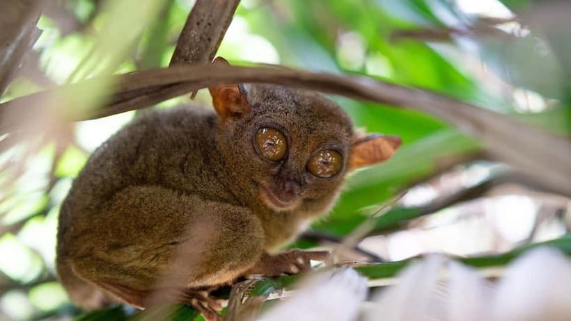 PREMIUM Bohol Eco-Tours: Chocolate hills - Corella Tarsier Sanctuary: tiny primates, calm viewing