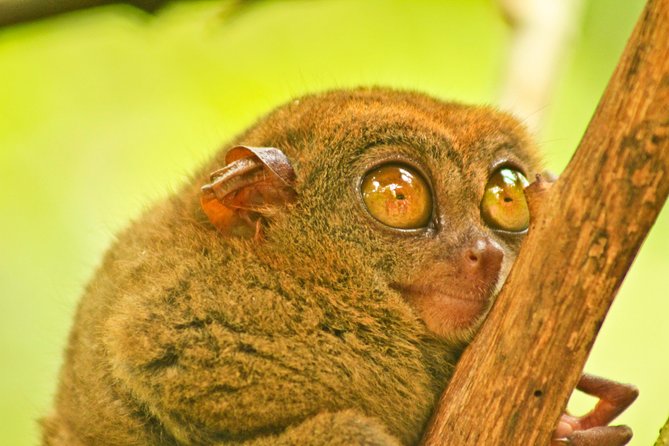 Private Day Trip Cebu to Bohol w/ Chocolate Hills & Loboc Cruise - Chocolate Hills And The ATV Add-On: Signature Views, One Inclusion Trap