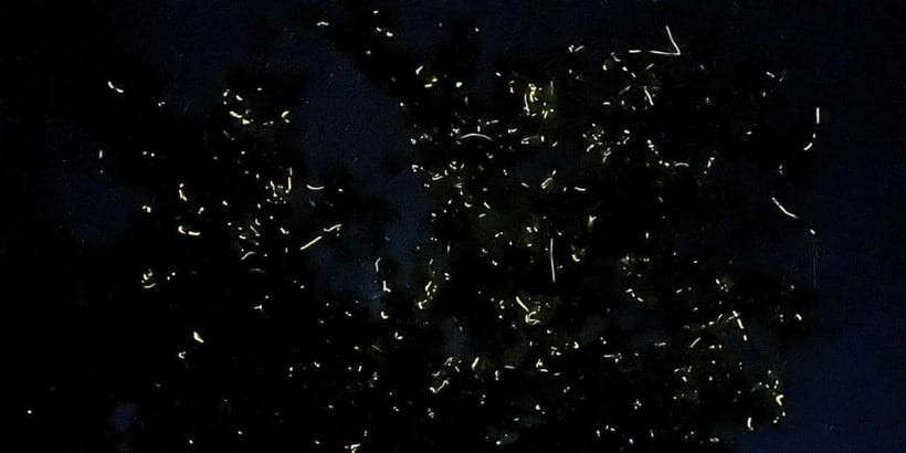 Private Firefly Watching Night Cruise on Bohol Abatan River - Key things to know about the Abatan firefly cruise