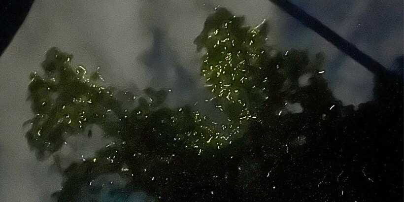 Private Firefly Watching Night Cruise on Bohol Abatan River - The guide experience: stories that make the glow make sense