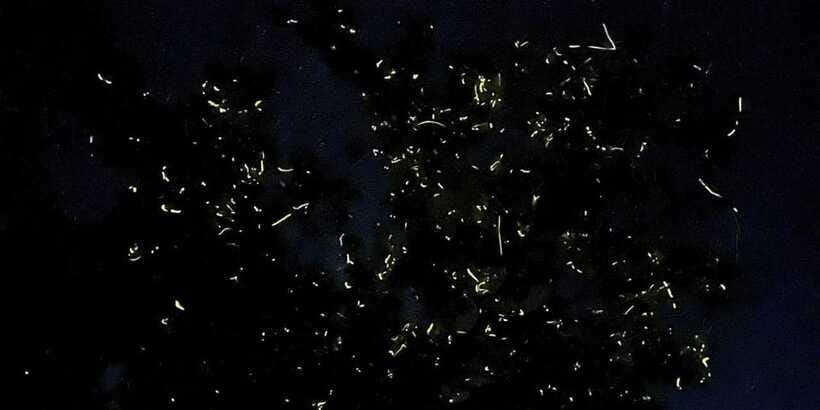 Private Firefly Watching Night Cruise on Bohol Abatan River - Timing and weather: when you should plan for less glow