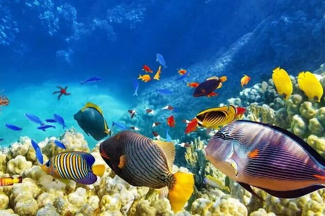 Private Island Hopping in Nasuluan, Hiltotongan and Caohngan - Key highlights you will feel immediately