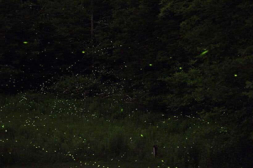 Puerto Princesa: Firefly Watching Bay Cruise with Dinner - The Mangrove Switch That Makes Fireflies Actually Feel Up Close