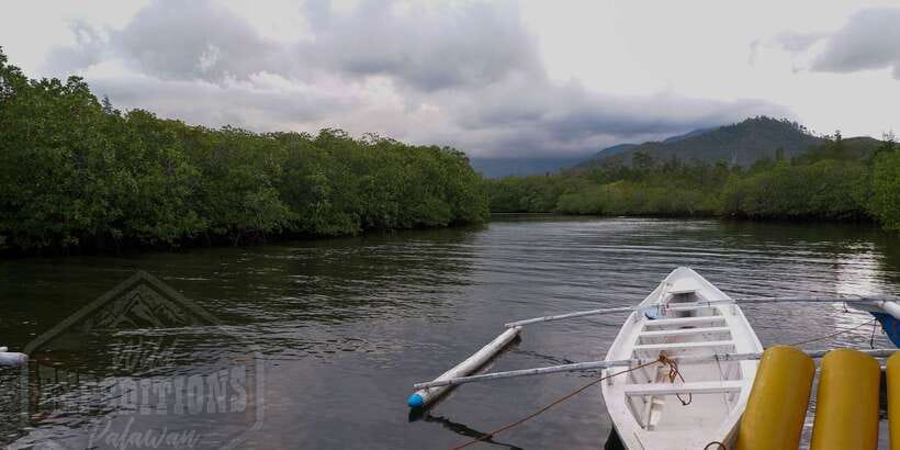 Puerto Princesa: Firefly Watching Paddle Boat Tour & Dinner - What you’ll see and why it matters: more than pretty lights