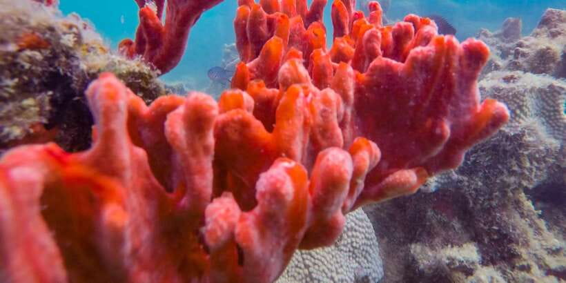 Puerto Princesa: Private Honda Bay Island Hopping Tour - Guides and Service: The Human Part of the Tour