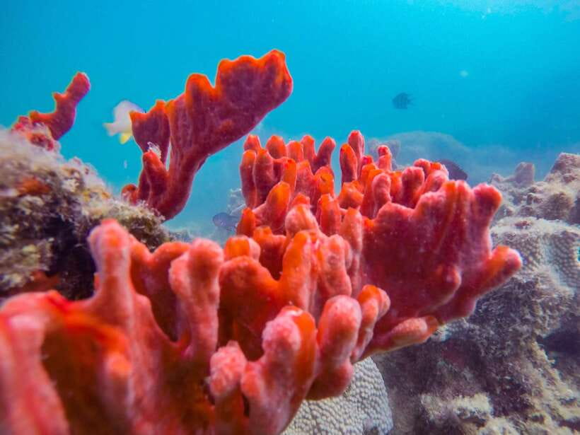 Puerto Princesa: Private Honda Bay Island Hopping Tour - Price and What You Really Get for the Money
