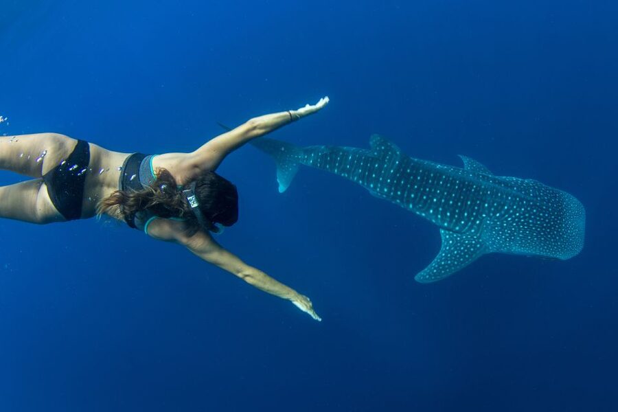 Puerto Princesa: Swim with Whale Sharks Boat Cruise - Key highlights before you go