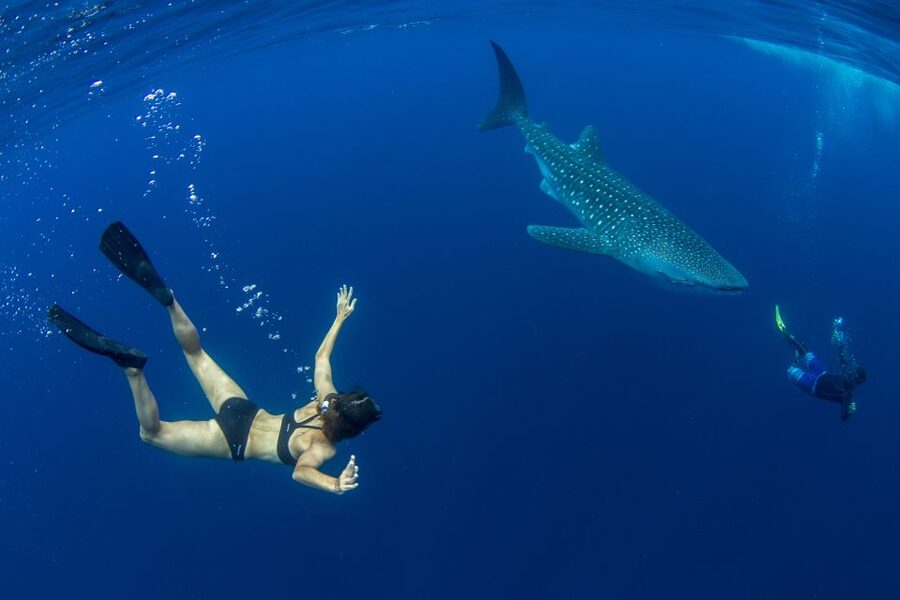 Puerto Princesa: Swim with Whale Sharks Boat Cruise - Whale sharks off Puerto Princesa: what this cruise delivers in 6.5 hours
