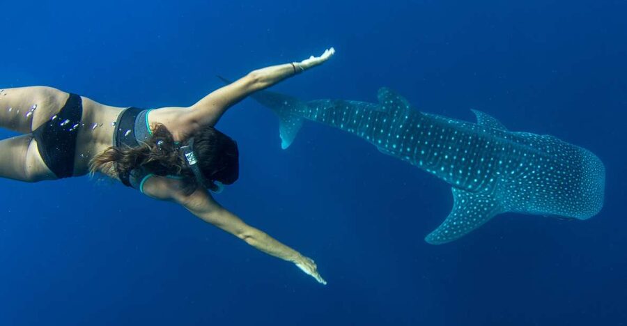 Puerto Princesa: Swim with Whale Sharks Boat Cruise - Getting in the water: gear, guidance, and respectful distance