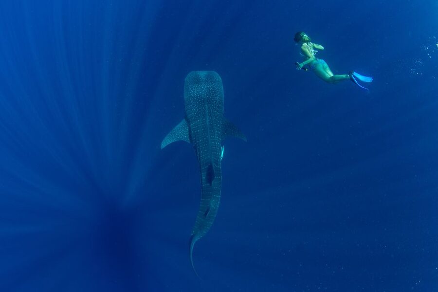 Puerto Princesa: Swim with Whale Sharks Boat Cruise - Picnic lunch onboard and the rhythm of a long-ish day