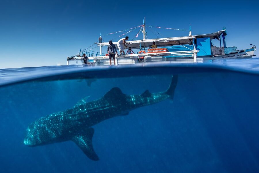 Puerto Princesa: Swim with Whale Sharks Boat Cruise - Pickup, boat ride, and how the search really works