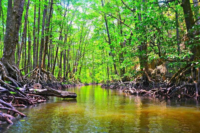 Puerto Princesa: Underground River, Zipline, Paddleboat Tour - Puerto Princesa Subterranean River National Park: What the Cave Tour Teaches You