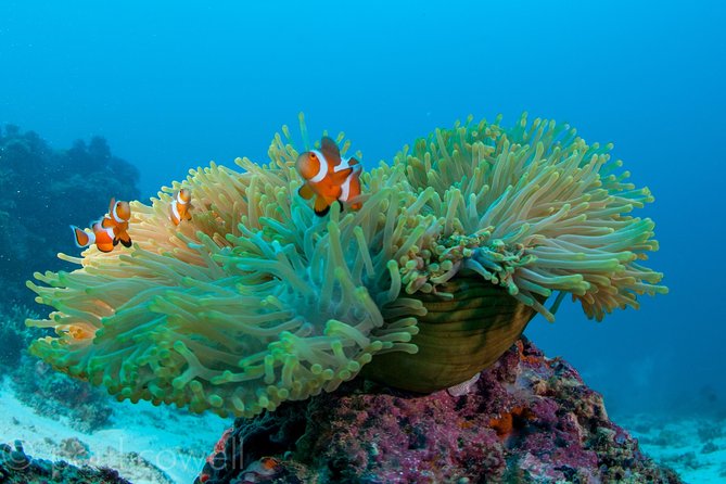 Scuba Diver Course (PADI) - Lapu Lapu Monument Stop: A Simple Pre or Post Course Add-On