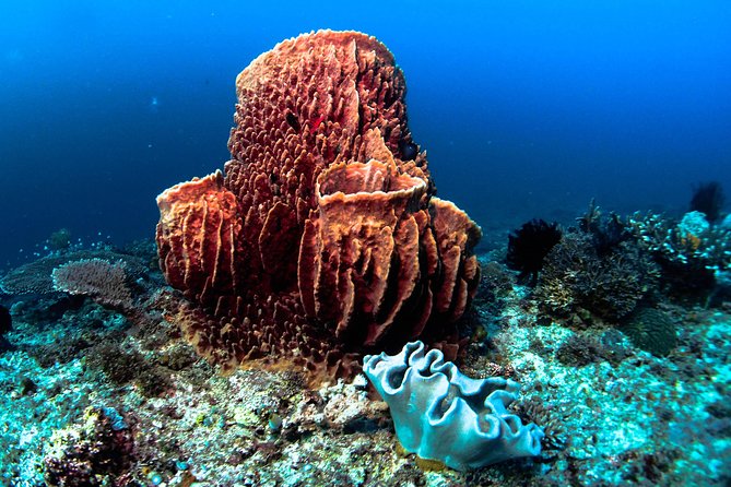 Scuba Diving in Boracay: SSI Basic Diver for Beginners - SSI Basic Diver in Boracay, what you are actually signing up for